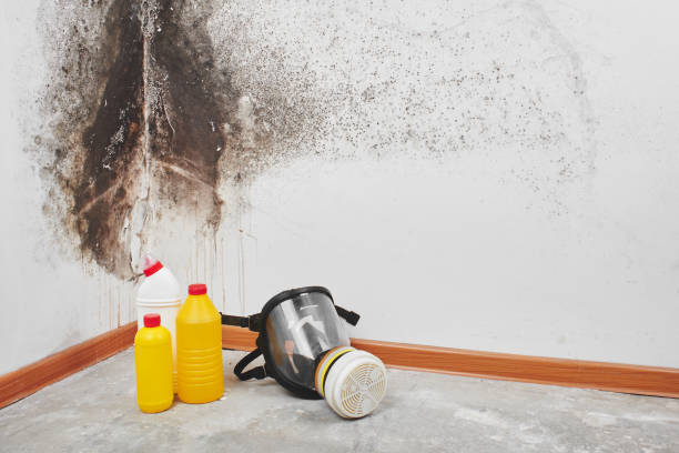 Best Fast Mold Removal  in Missouri City, TX