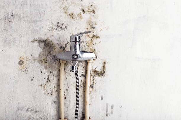 Best Office Mold Removal Services  in Missouri City, TX