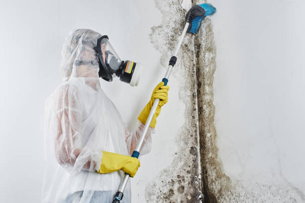 Best Local Mold Removal Service  in Missouri City, TX