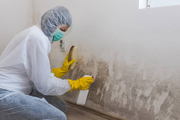 Best Certified Mold Removal  in Missouri City, TX