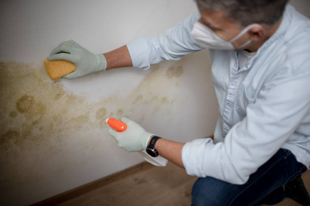Attic Mold Removal in Missouri City, TX