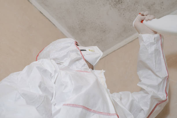 Best Mold Damage Repair  in Missouri City, TX