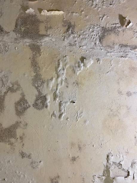 Best Mold Remediation Services  in Missouri City, TX