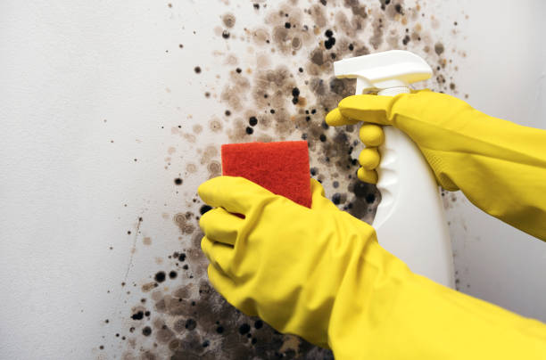 Mold Testing and Removal in Missouri City, TX