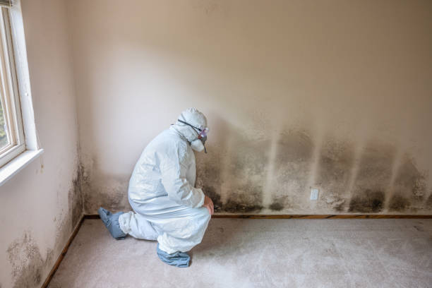 Best Mold Cleaning Services  in Missouri City, TX